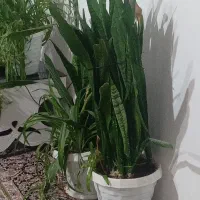 گل شمشیری بسیار زیبا