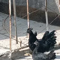 جوجه تخم نطفه دار ایام سمانی اصیل اندونزی