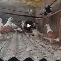 دوبال معاوضه با گندم