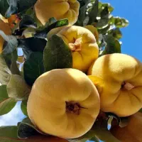 بِه کیلو۵۰|خوردنی و آشامیدنی|سی‌سخت, |دیوار