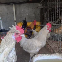 5عدد خروس به فروش می رسد