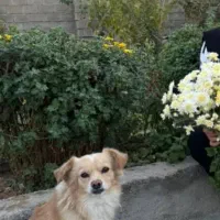 سگ پامر روباهی