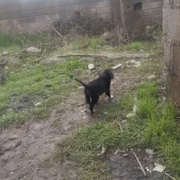 توله سگ|سگ|سنگدوین, |دیوار