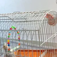 عروس هلندی ماده