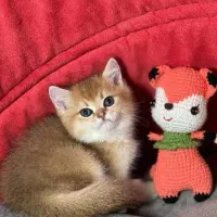 گربه بریتیش،،اسکاتیش،،پرشین