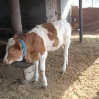 گوساله ماده سیمینتال قرمز