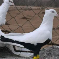 دم سیاه نر