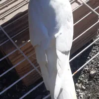 حراج حراج فول دستی عروس هلندی فقط ۶۵۰