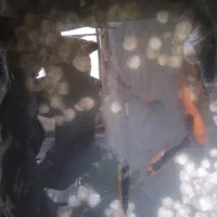 ماهی کوی به فروش میرسد