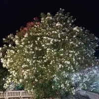 مبله تازه ساخت زیباکنار بحرخیابان اصلی ۴۰۰ متری|فروش خانه و ویلا|خشکبیجار, |دیوار