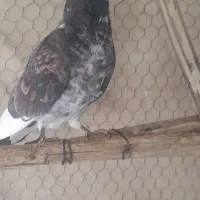 کبوتر  پرشی