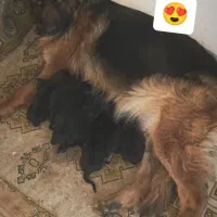 توله ژرمن بلک و دورنگ