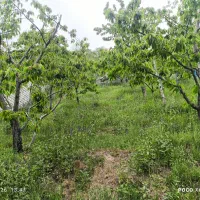 باغچه ویلایی ۲۵۰متر کنار رودخانه/ لواسان بزرگ/جورد