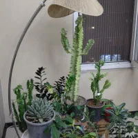 آباژور با لامپ رشد گیاه