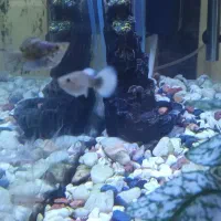 ماهی گوپی|ماهی|پیشوا, |دیوار