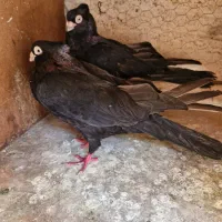 7عدد صربستانی
