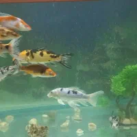 آکواریوم و ماهی|ماهی|اصفهان, شیخ اشراق|دیوار