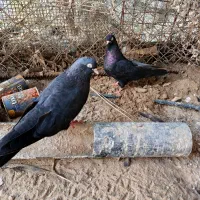 فروش زاغ چشم ونوک بندر لنگه|پرنده|بندرلنگه, |دیوار