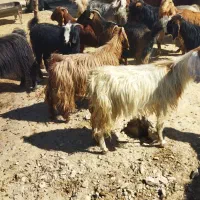 بزدرجه یک|حیوانات مزرعه|ایلام, |دیوار