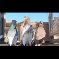 کفتر دم سفید و سینه ای