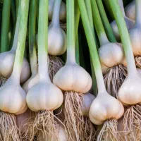 ۵هکتار زمین بکر برای سیر اجازه داده میشود