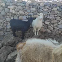 بز .کره .دم قسط چکی