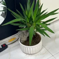 گل و گلدان مینیاتوری