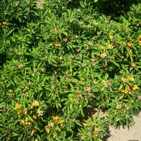 ویلایی-تجاری-مسکونی