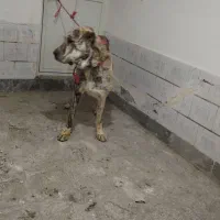 سگ گوسفندی|سگ|نوده انقلاب, |دیوار