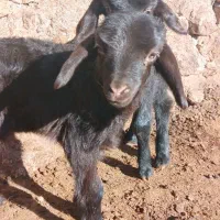 باعرض  سلام دوعدد بره ماده افشاری سالم وسرحال...|حیوانات مزرعه|هرسین, |دیوار