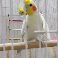 جفت عروس هلندی مولد