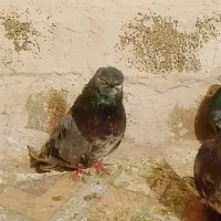 کبوتر قناری عتیقه