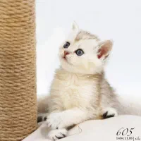 پت شاپ کیتی کتز/گربه اسکاتیش بریتیش پرشین هیمالین