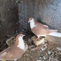 دو جفت جوجه رنگی|پرنده|شوشتر, |دیوار