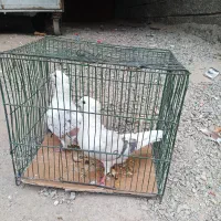 خوشونه|پرنده|خرمآباد, |دیوار