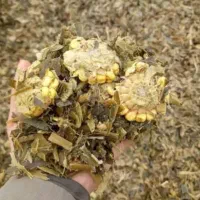 جو روس،ذرت،چاپر یونجه