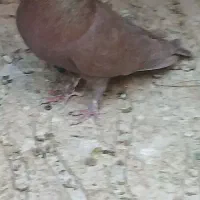 کفتر گلی دمسفید کلایی|پرنده|کرمان, |دیوار