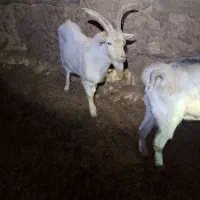 فروش نر بز سانن|حیوانات مزرعه|تربتحیدریه, ۴۵ متری|دیوار