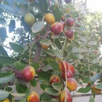 عناب تازه روی درخت|خوردنی و آشامیدنی|مشهد, موسوی قوچانی|دیوار