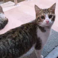 واگذاری گربه نژاد دار