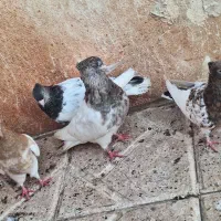 ۴تا رنگه صید قیمت ارزان