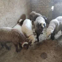 بره چاق درجه یک|حیوانات مزرعه|میمند, |دیوار