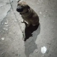 سگ گمشده|حیوانات|باسمنج, |دیوار