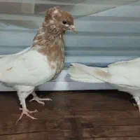 کفتر کله زرد..کفتر شازده