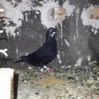 کفتر جفت وصید|پرنده|مشهد, وحید|دیوار