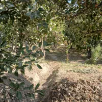 باغچه چهار دیواری به مساحت ۸۸۰مترمربع|فروش زمین و ملک کلنگی|رباط‌کریم, شهرک صنعتی صباشهر|دیوار