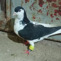 کبوتر پلنگی