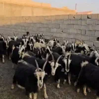 ۳۸راس بز|حیوانات مزرعه|پیشوا, |دیوار