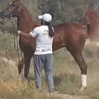 «فروش اسپرم و جفت‌گیری نریان عرب اصیل نوه Justice