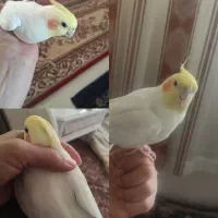 یک عروس هلندی سخنگو یک جفت کتوله